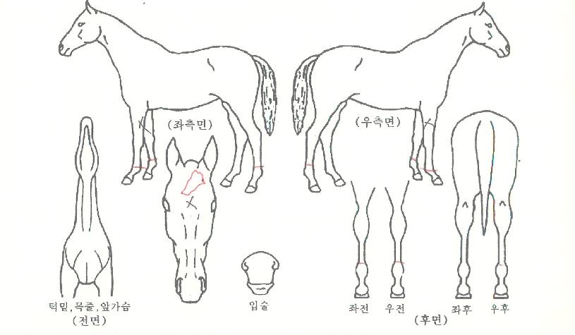¸ÅÁ÷À§½ºÆÛÀÇ Ãø¸é,¿ì¸é,µÞ¸é,µÎ»ó,´Ù¸®ÀÇ Æ¯Â¡µµÇØ