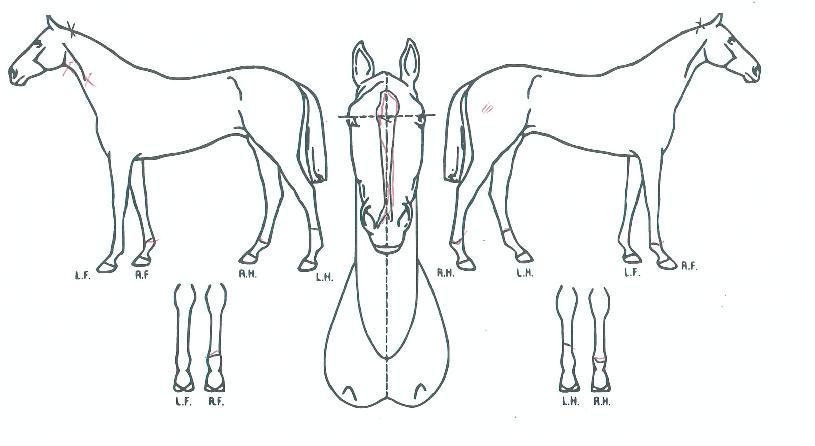 ���и������� ����,���,�޸�,�λ�,�ٸ��� Ư¡����