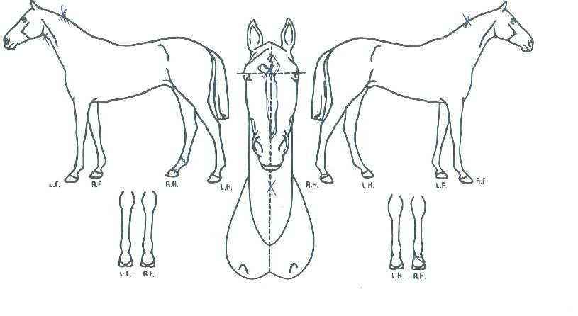 ¹®Çйø°³ÀÇ Ãø¸é,¿ì¸é,µÞ¸é,µÎ»ó,´Ù¸®ÀÇ Æ¯Â¡µµÇØ