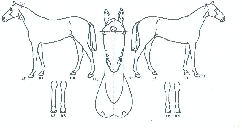 ¹®ÇÐÅÇÀÇ Ãø¸é,¿ì¸é,µÞ¸é,µÎ»ó,´Ù¸®ÀÇ Æ¯Â¡µµÇØ