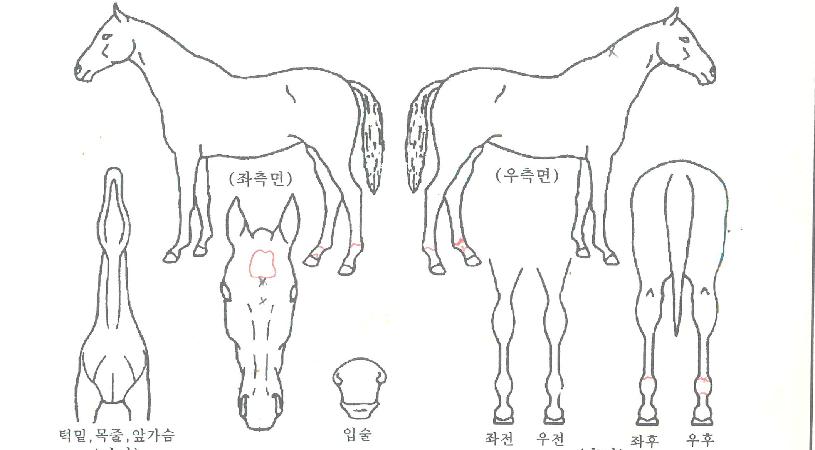 ������Ʈ�� ����,���,�޸�,�λ�,�ٸ��� Ư¡����