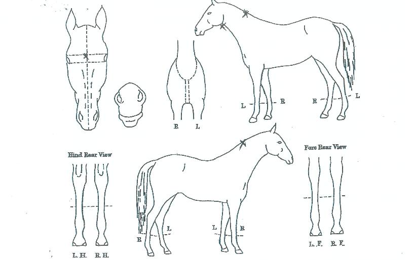 ���ϰ��� ����,���,�޸�,�λ�,�ٸ��� Ư¡����