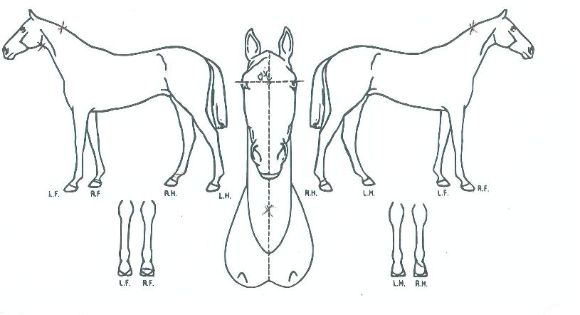 ÀÎõº¸½ºÀÇ Ãø¸é,¿ì¸é,µÞ¸é,µÎ»ó,´Ù¸®ÀÇ Æ¯Â¡µµÇØ