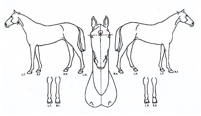 �뵿������ ����,���,�޸�,�λ�,�ٸ��� Ư¡����