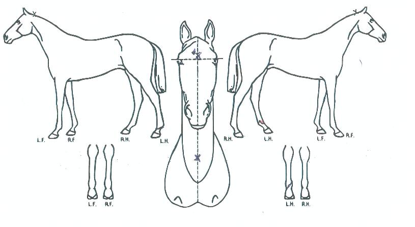 ������Ÿ���� ����,���,�޸�,�λ�,�ٸ��� Ư¡����