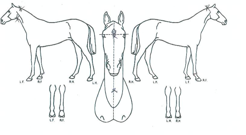 È÷µç»è½ºÀÇ Ãø¸é,¿ì¸é,µÞ¸é,µÎ»ó,´Ù¸®ÀÇ Æ¯Â¡µµÇØ
