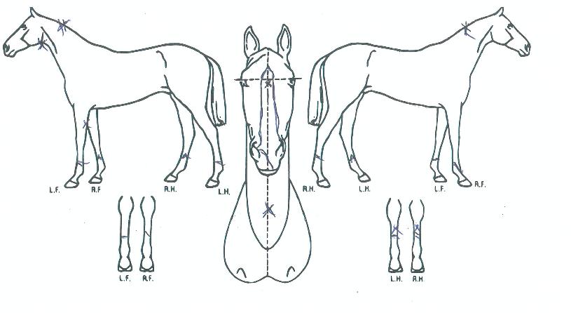 ¿Á·æÀÇ Ãø¸é,¿ì¸é,µÞ¸é,µÎ»ó,´Ù¸®ÀÇ Æ¯Â¡µµÇØ