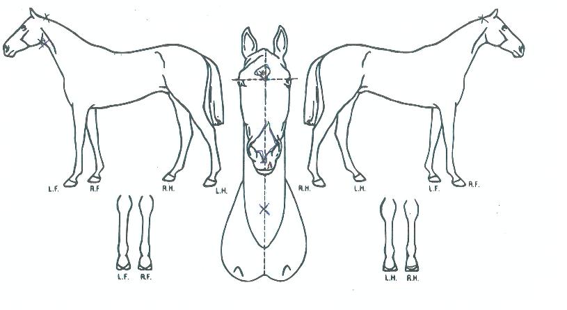 ������� ����,���,�޸�,�λ�,�ٸ��� Ư¡����