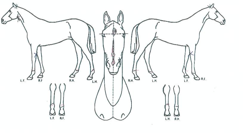 ��ũ���丮�� ����,���,�޸�,�λ�,�ٸ��� Ư¡����