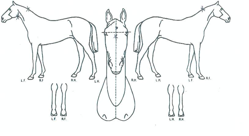 ´ëµðÄÚÀÜÀÇ Ãø¸é,¿ì¸é,µÞ¸é,µÎ»ó,´Ù¸®ÀÇ Æ¯Â¡µµÇØ