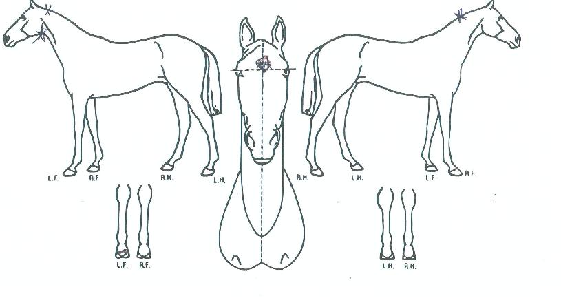 �۷ι����̽��� ����,���,�޸�,�λ�,�ٸ��� Ư¡����