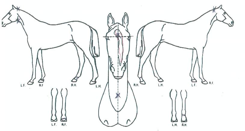 �۷ι���Ƽ�� ����,���,�޸�,�λ�,�ٸ��� Ư¡����