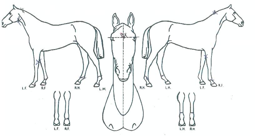 ¼ö¸®¼ö¸®¸¶ÀÇ Ãø¸é,¿ì¸é,µÞ¸é,µÎ»ó,´Ù¸®ÀÇ Æ¯Â¡µµÇØ