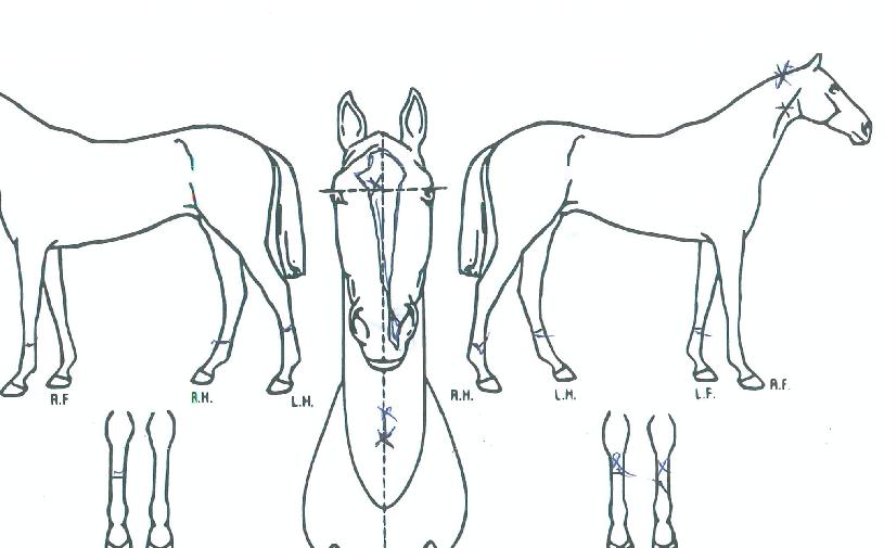 ��Ʈ������ ����,���,�޸�,�λ�,�ٸ��� Ư¡����