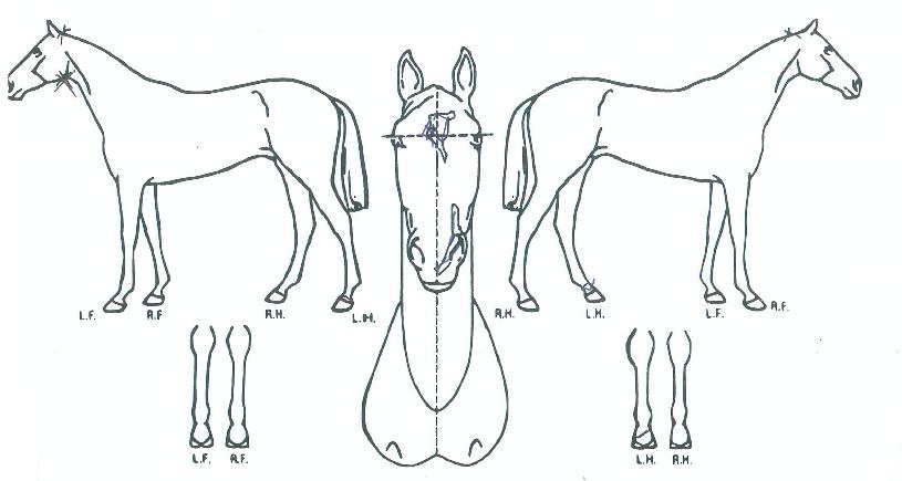 Á¤»ó¹éÈ£ÀÇ Ãø¸é,¿ì¸é,µÞ¸é,µÎ»ó,´Ù¸®ÀÇ Æ¯Â¡µµÇØ