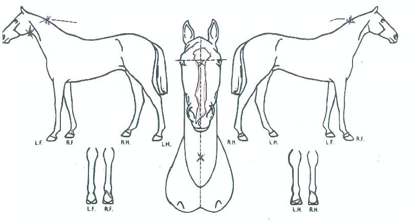 Ŭ���������� ����,���,�޸�,�λ�,�ٸ��� Ư¡����