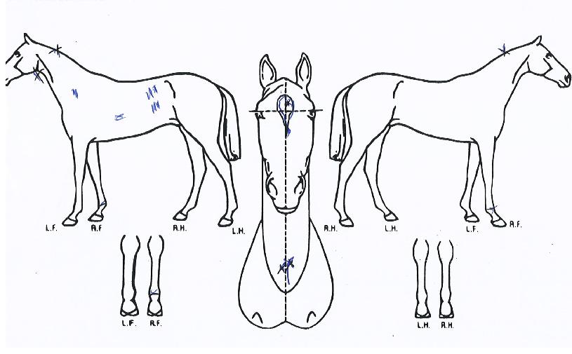 Á¦ÀÌ¿¡½º±ºÁÖÀÇ Ãø¸é,¿ì¸é,µÞ¸é,µÎ»ó,´Ù¸®ÀÇ Æ¯Â¡µµÇØ