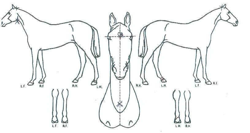 ���������� ����,���,�޸�,�λ�,�ٸ��� Ư¡����