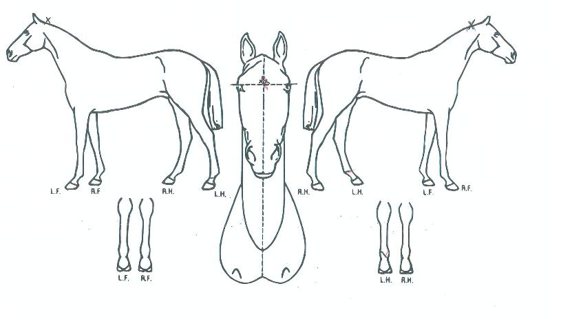 ½ºÄ«ÀÌȦµåÀÇ Ãø¸é,¿ì¸é,µÞ¸é,µÎ»ó,´Ù¸®ÀÇ Æ¯Â¡µµÇØ