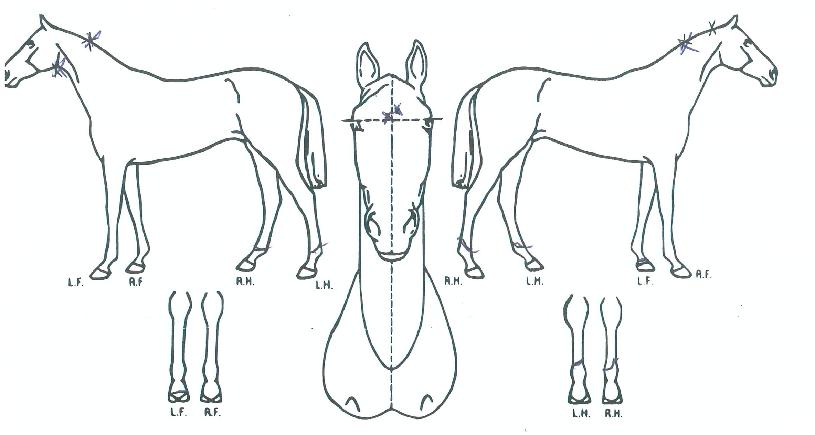 ÆÄ³ë¶ó¸¶¼±ÀÇ Ãø¸é,¿ì¸é,µÞ¸é,µÎ»ó,´Ù¸®ÀÇ Æ¯Â¡µµÇØ