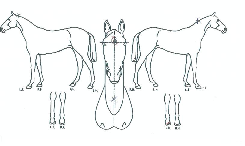 ¹ö½ºÄ¿¹ÂÁ÷ÀÇ Ãø¸é,¿ì¸é,µÞ¸é,µÎ»ó,´Ù¸®ÀÇ Æ¯Â¡µµÇØ