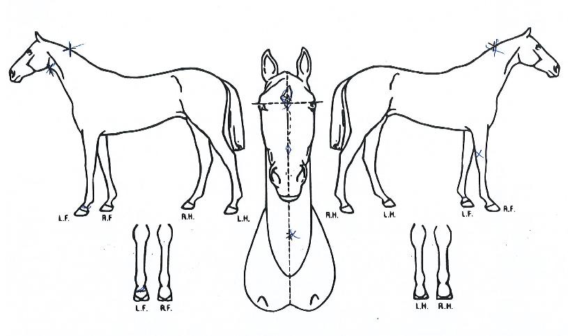 �ο�����ƾ�� ����,���,�޸�,�λ�,�ٸ��� Ư¡����