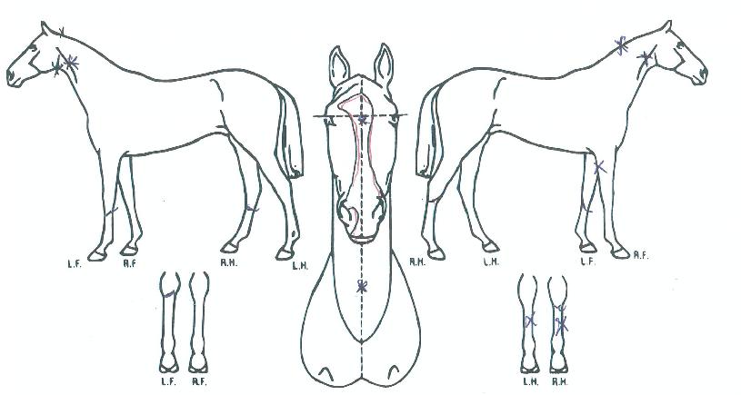 �ε������ ����,���,�޸�,�λ�,�ٸ��� Ư¡����