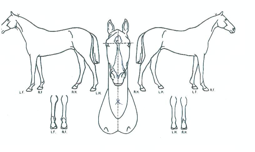 ���������� ����,���,�޸�,�λ�,�ٸ��� Ư¡����