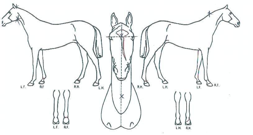 ´ë¸¶ºÒ»çÀÇ Ãø¸é,¿ì¸é,µÞ¸é,µÎ»ó,´Ù¸®ÀÇ Æ¯Â¡µµÇØ
