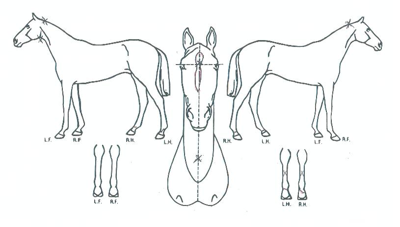 ���̷ι̿��� ����,���,�޸�,�λ�,�ٸ��� Ư¡����