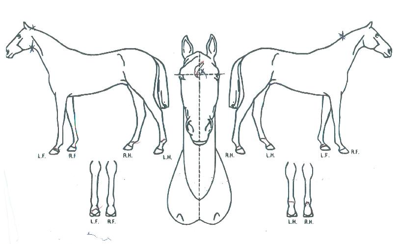 ÀÌ·´¼ÇÀÇ Ãø¸é,¿ì¸é,µÞ¸é,µÎ»ó,´Ù¸®ÀÇ Æ¯Â¡µµÇØ