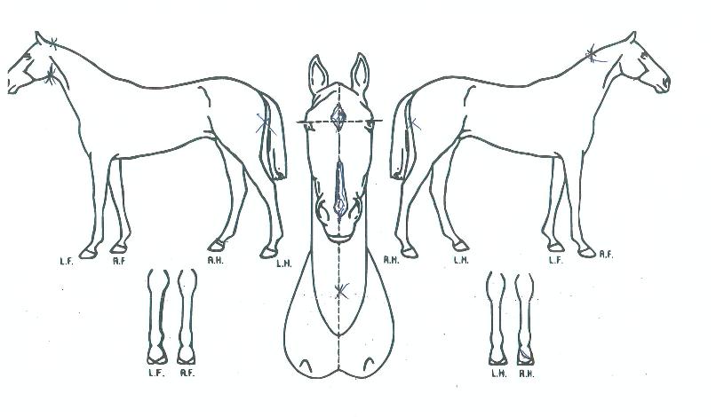 �ö���ĵ���� ����,���,�޸�,�λ�,�ٸ��� Ư¡����