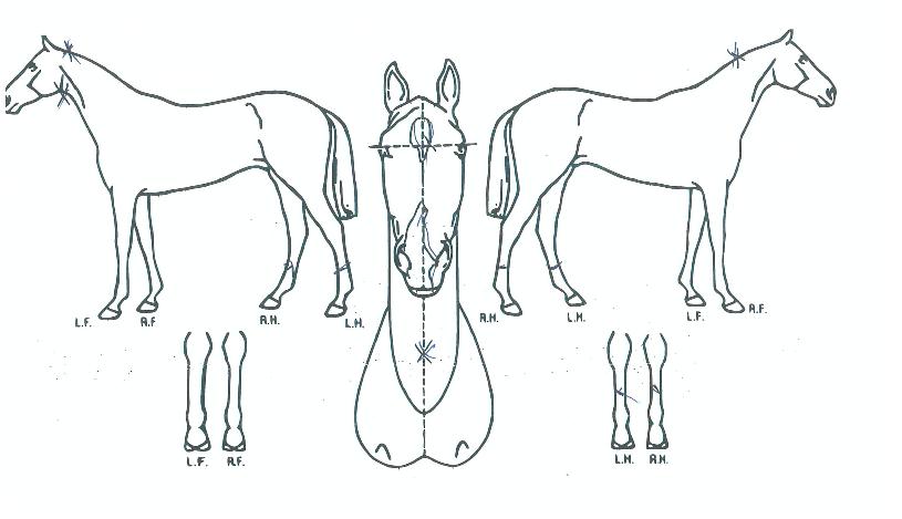 ¼±¿ì·°Å°ÀÇ Ãø¸é,¿ì¸é,µÞ¸é,µÎ»ó,´Ù¸®ÀÇ Æ¯Â¡µµÇØ