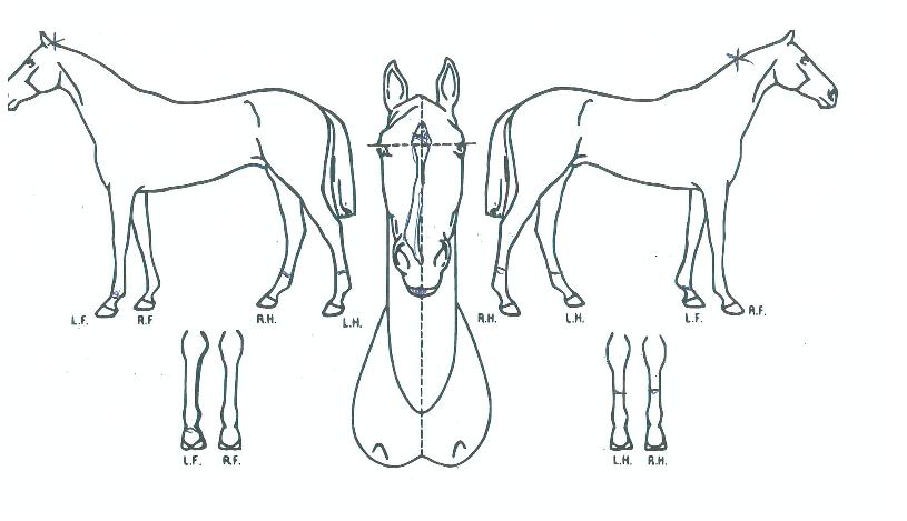 ³ª´Â½ºÅ¸ÀÇ Ãø¸é,¿ì¸é,µÞ¸é,µÎ»ó,´Ù¸®ÀÇ Æ¯Â¡µµÇØ