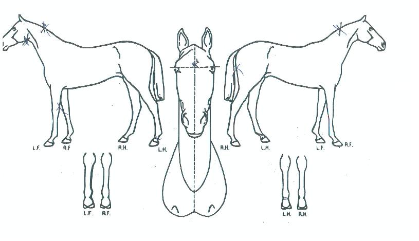 ���̵�Ӵ��� ����,���,�޸�,�λ�,�ٸ��� Ư¡����