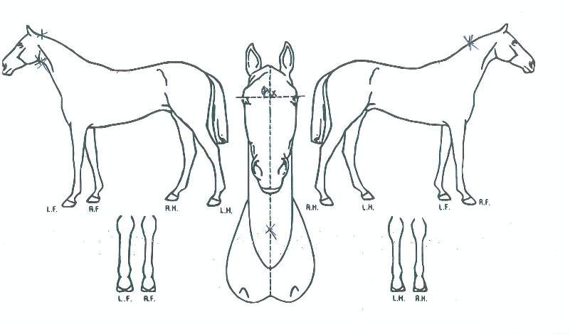 ·çÅ·ÆÛ½ºÆ®ÀÇ Ãø¸é,¿ì¸é,µÞ¸é,µÎ»ó,´Ù¸®ÀÇ Æ¯Â¡µµÇØ