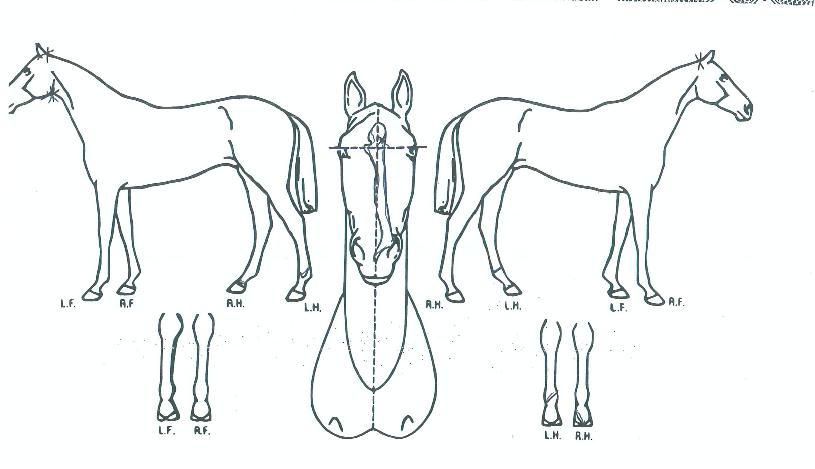 �μյ�ǳ�� ����,���,�޸�,�λ�,�ٸ��� Ư¡����