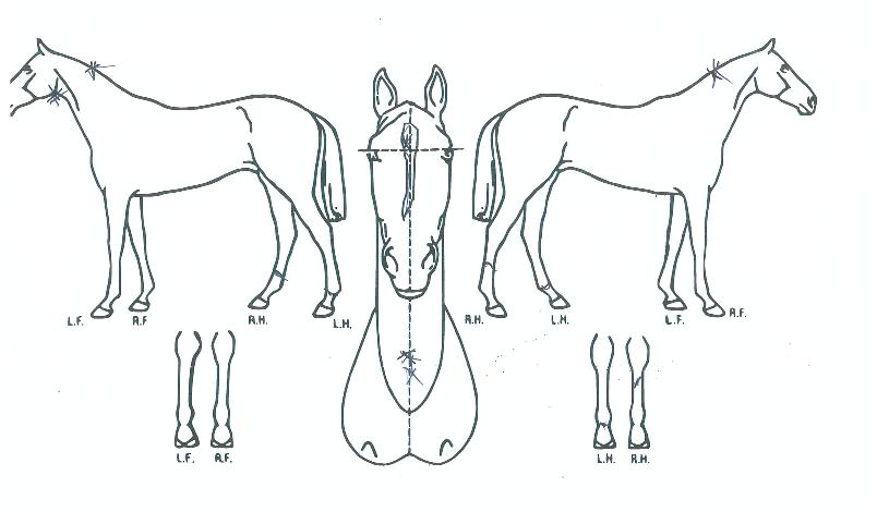 �ε����� ����,���,�޸�,�λ�,�ٸ��� Ư¡����