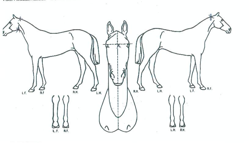 �������� ����,���,�޸�,�λ�,�ٸ��� Ư¡����