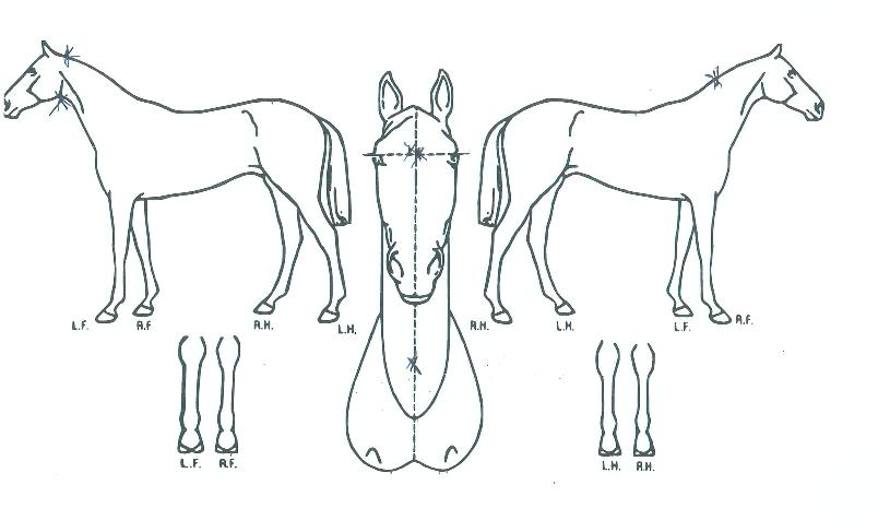 ��������� ����,���,�޸�,�λ�,�ٸ��� Ư¡����