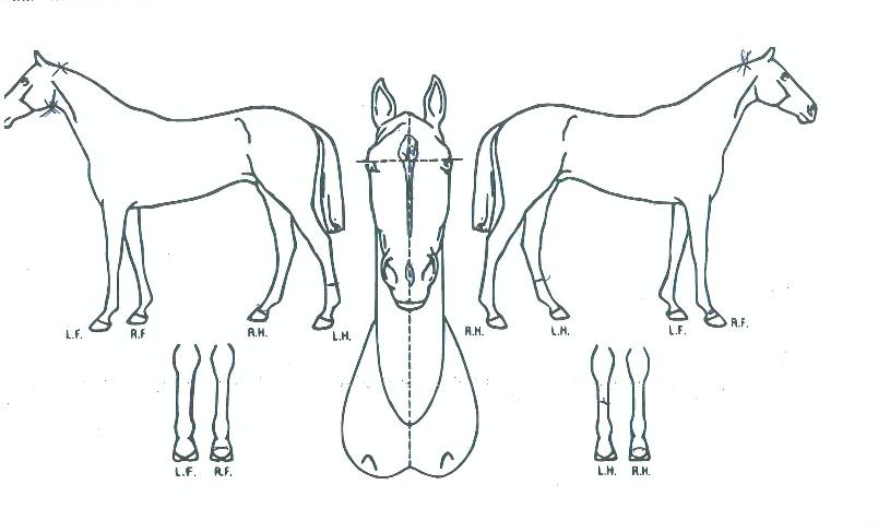 ºí·ç¸¶Ä«·ÕÀÇ Ãø¸é,¿ì¸é,µÞ¸é,µÎ»ó,´Ù¸®ÀÇ Æ¯Â¡µµÇØ