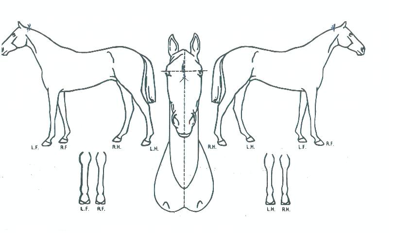 ±Û·Î¹ú·°Å°ÀÇ Ãø¸é,¿ì¸é,µÞ¸é,µÎ»ó,´Ù¸®ÀÇ Æ¯Â¡µµÇØ