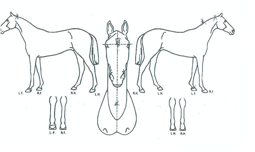 �����ƽ��� ����,���,�޸�,�λ�,�ٸ��� Ư¡����