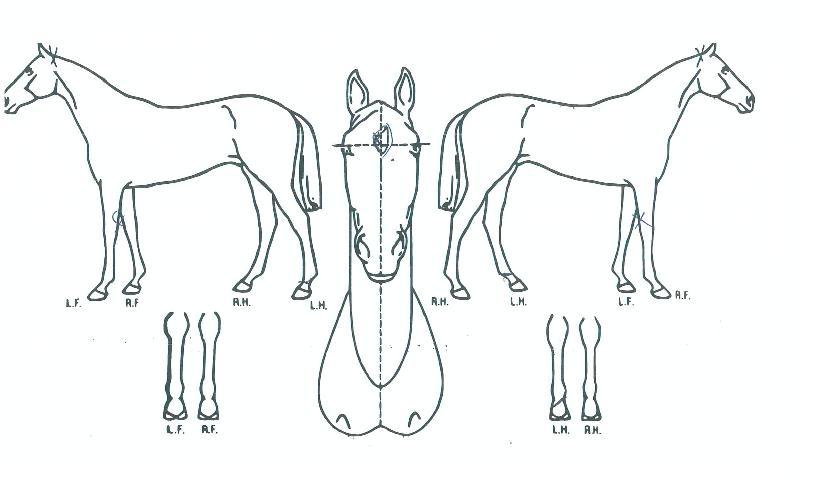 ¼¼·»µðÇÇÆ¼¾ßÀÇ Ãø¸é,¿ì¸é,µÞ¸é,µÎ»ó,´Ù¸®ÀÇ Æ¯Â¡µµÇØ