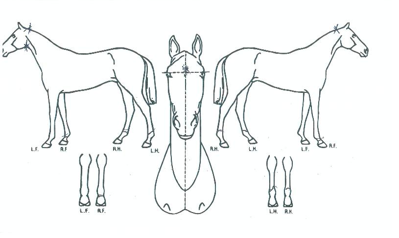 À§³ÊèÇÁÀÇ Ãø¸é,¿ì¸é,µÞ¸é,µÎ»ó,´Ù¸®ÀÇ Æ¯Â¡µµÇØ