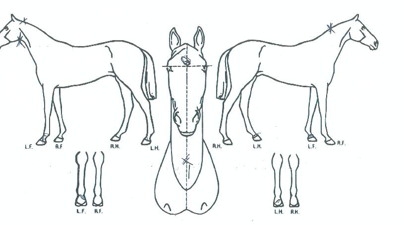 ½º¸¶Æ®½ºÆ®·ÕÀÇ Ãø¸é,¿ì¸é,µÞ¸é,µÎ»ó,´Ù¸®ÀÇ Æ¯Â¡µµÇØ