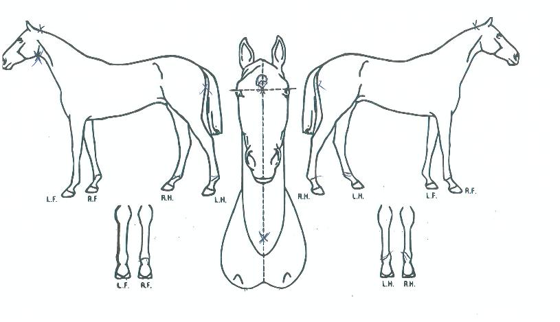 ĸƾ�Ҹ��� ����,���,�޸�,�λ�,�ٸ��� Ư¡����