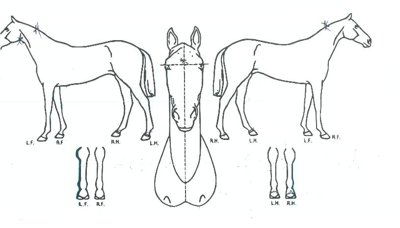 �Ŀ���Ʈ�� ����,���,�޸�,�λ�,�ٸ��� Ư¡����