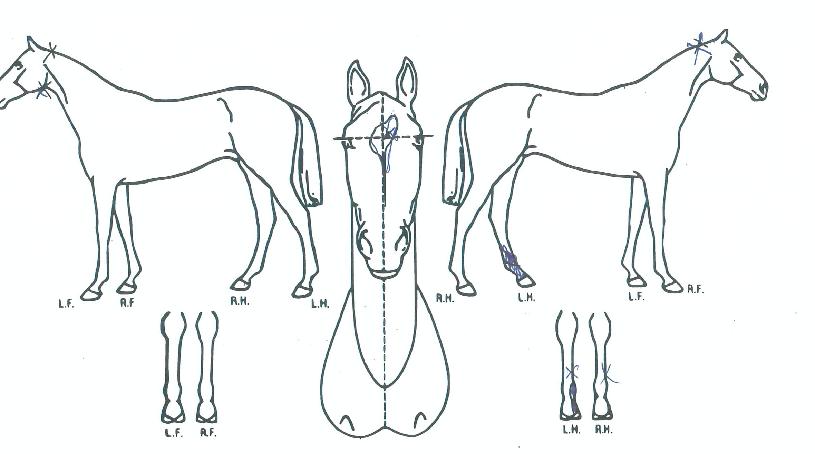 ±×·¹À̵¹ÀÇ Ãø¸é,¿ì¸é,µÞ¸é,µÎ»ó,´Ù¸®ÀÇ Æ¯Â¡µµÇØ