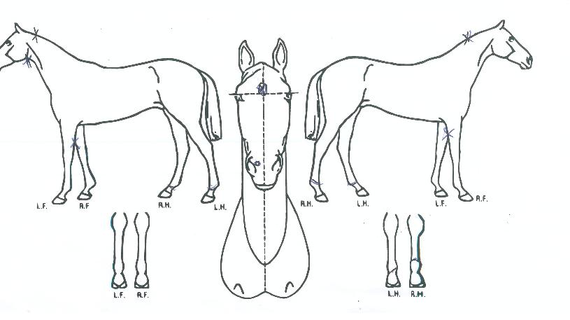 ��缭���� ����,���,�޸�,�λ�,�ٸ��� Ư¡����